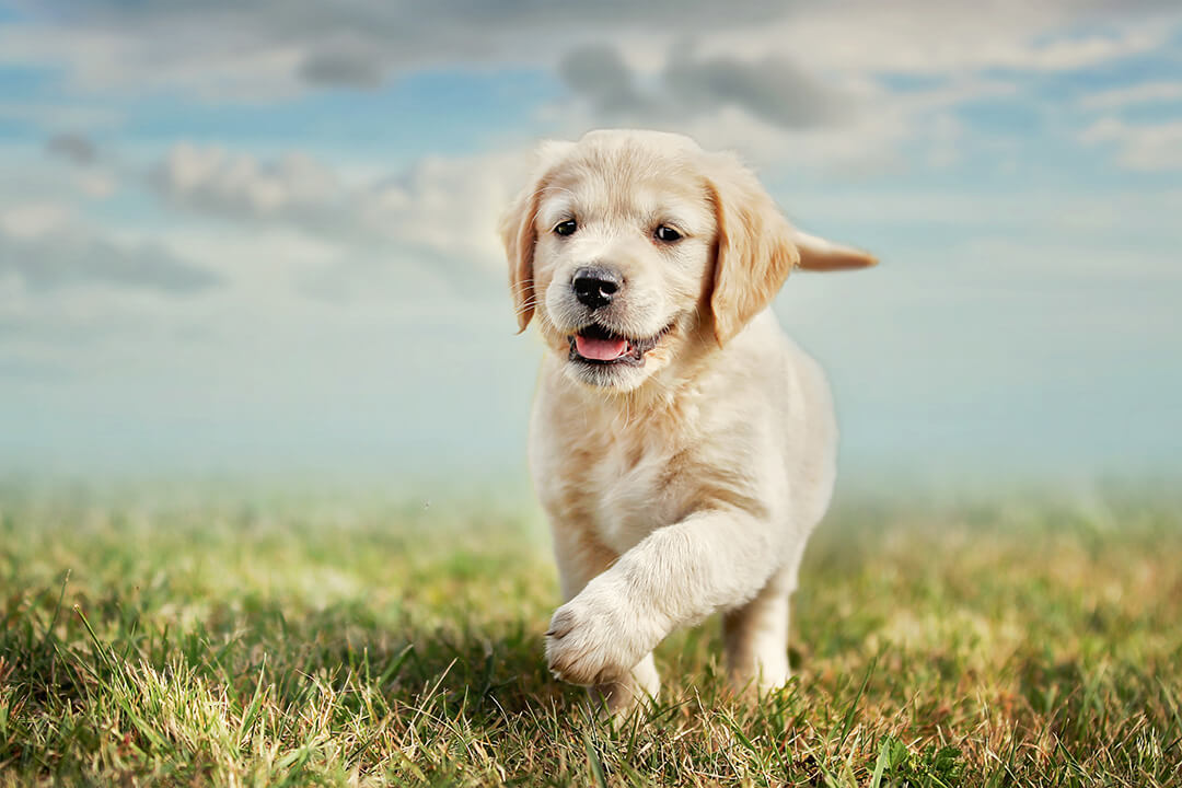 golden retrievers