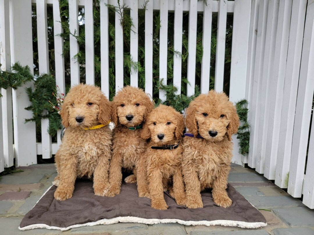 Goldendoodle puppies