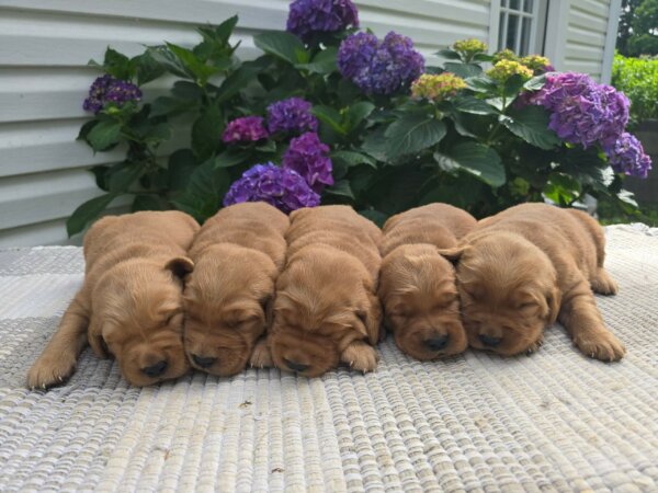 Golden Retriever Females