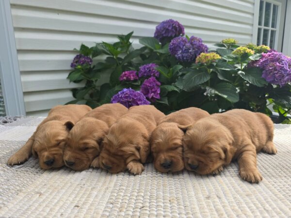 Golden Retrievers Males