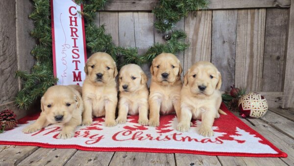 Alley & Max's Golden Retriever Litter Females