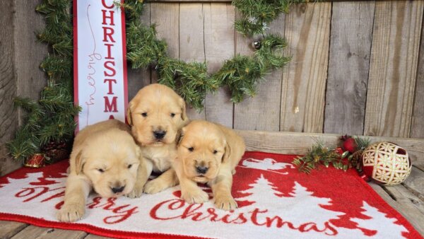 Avery & Max's Golden Retrievers Males