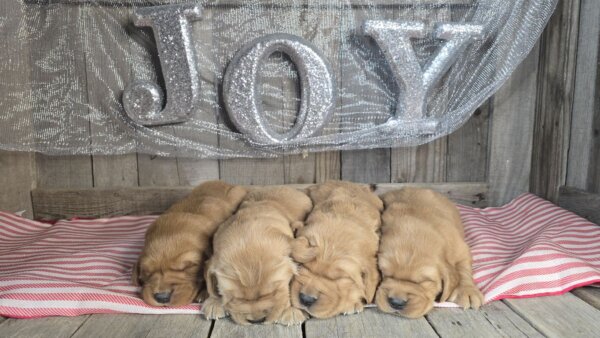 Milo & Marley's Golden Retriever Females