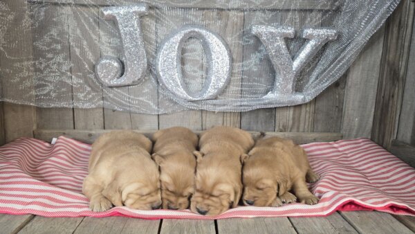 Milo & Marley's Golden Retrievers Males