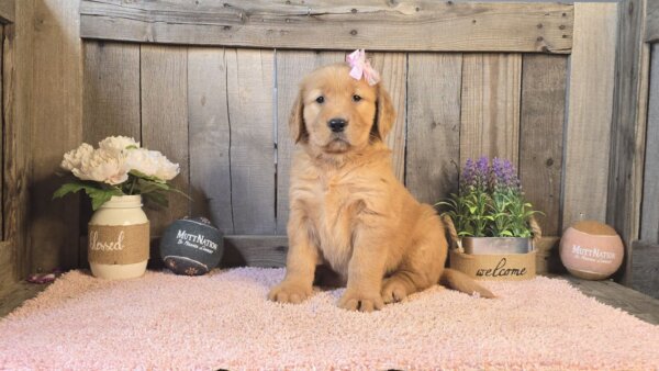 Carlie - Image 3