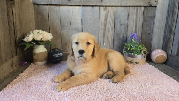 Tucker