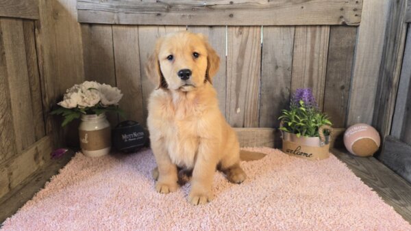 Tucker - Image 3